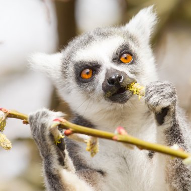 Halka kuyruklu lemur (Lemur catta)