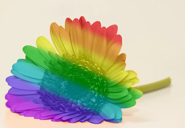 Rainbow flag gerbera — Stock Photo, Image