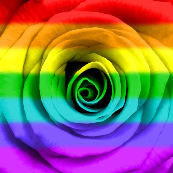 Rainbow flag rose — Stock Photo, Image