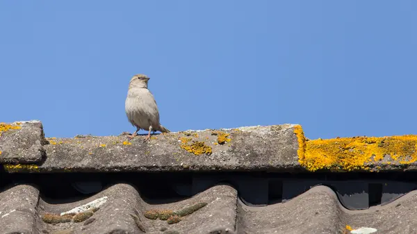 Passero singolo sul tetto — Foto Stock