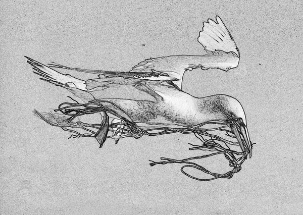 Drawing of a bird — Stock Photo, Image
