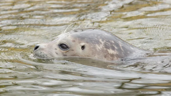 Nuoto con foche grigie — Foto Stock