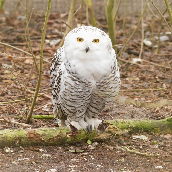 Snow owl with large claws — Stock Photo, Image
