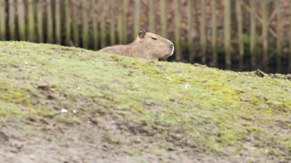 Capivara (Hydrochoerus hydrochaeris ) — Fotografia de Stock