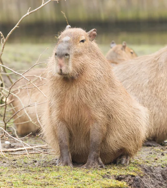 Capybara (Hydrochoerus hydrochaeris) — Φωτογραφία Αρχείου