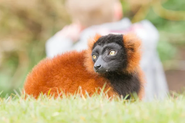 Red-bellied Lemur (Eulemur rubriventer) — Stock Photo, Image