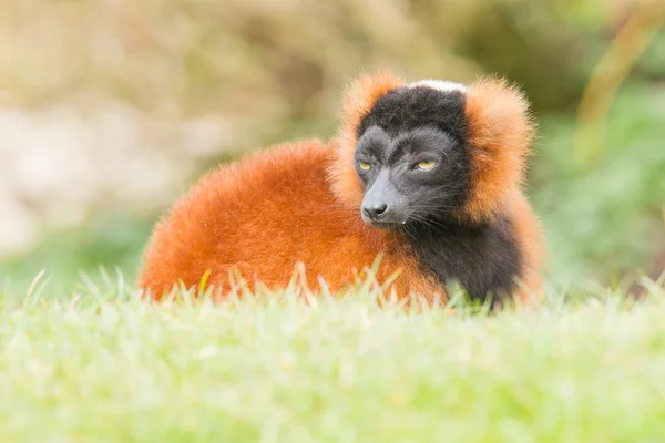 Red-bellied Lemur (Eulemur rubriventer) — Stock Photo, Image