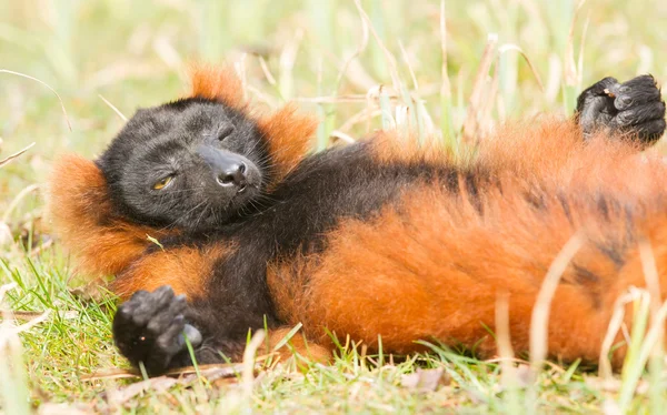 Lémurien à ventre rouge (Eulemur rubriventer) ) — Photo