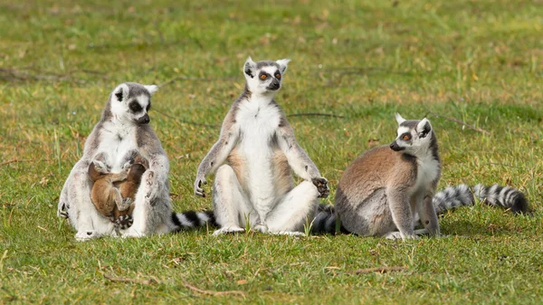 Halka kuyruklu lemur (Lemur catta) — Stok fotoğraf