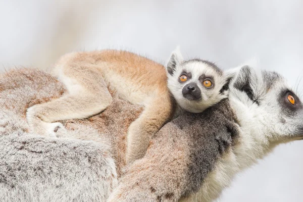 Lemur cu coadă de inel (Lemur catta ) — Fotografie, imagine de stoc