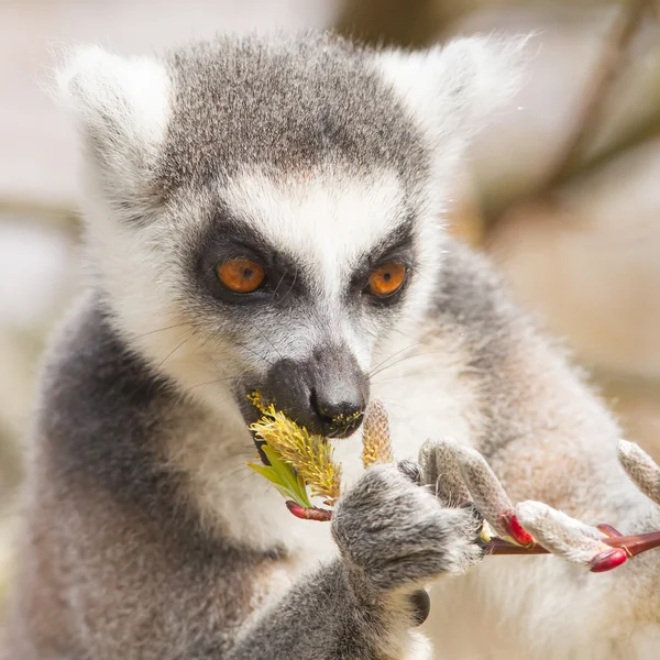 Lémur cola anillada (Lemur catta) — Foto de Stock