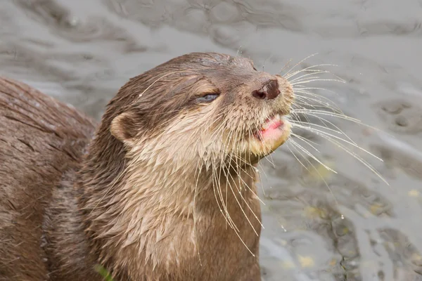 Primo piano di una lontra che mangia pesce — Foto Stock