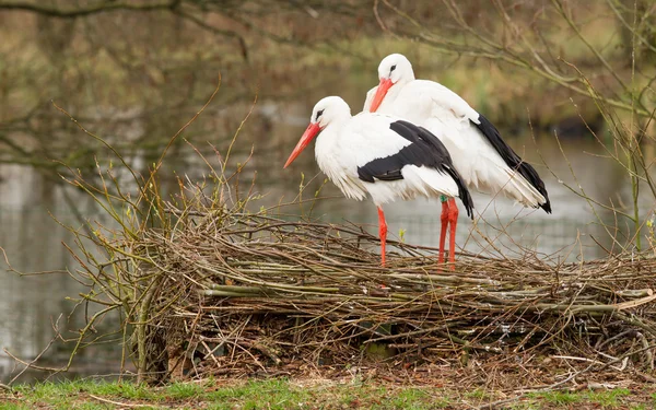 Pair of storks — Stock Photo, Image