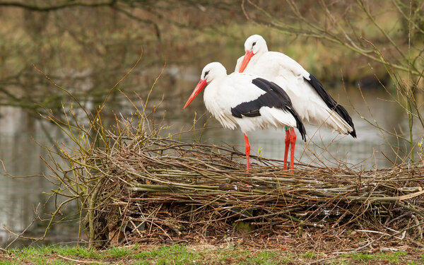 Pair of storks