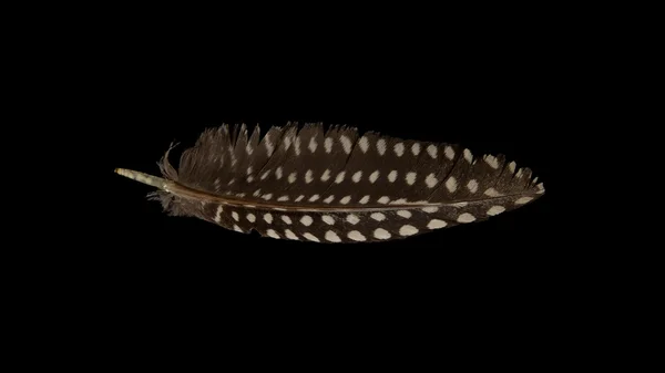 고립 된 작은 깃털 — 스톡 사진