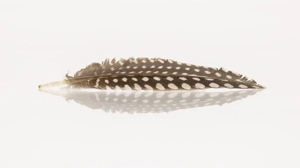 Small feather isolated — Stock Photo, Image