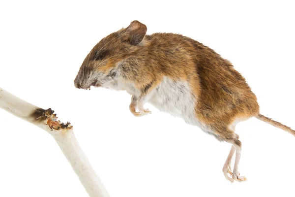 Mouse killed — Stockfoto