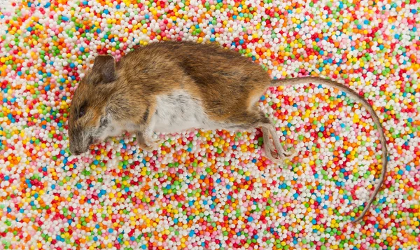 Ratón muerto en decoraciones de dulces — Foto de Stock