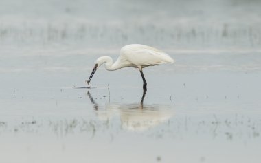 egretta garzetta veya küçük beyaz balıkçıl