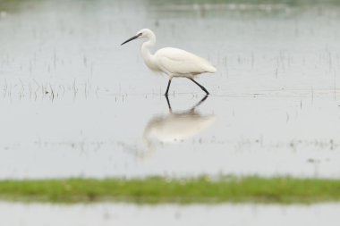 egretta garzetta veya küçük beyaz balıkçıl