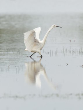 egretta garzetta veya küçük beyaz balıkçıl