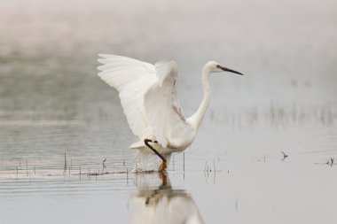 egretta garzetta veya küçük beyaz balıkçıl