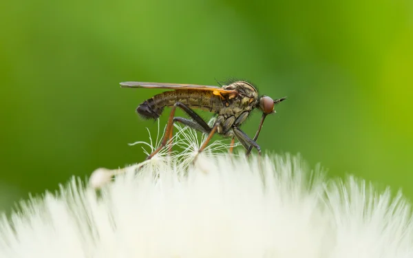 Brutto mosca seduto su un hawkbit — Foto Stock