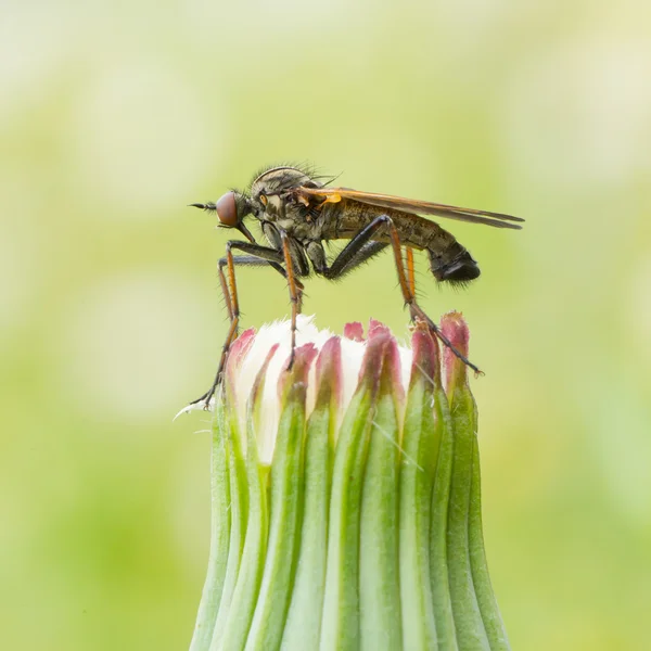 Fea mosca sentada en un halcón — Foto de Stock