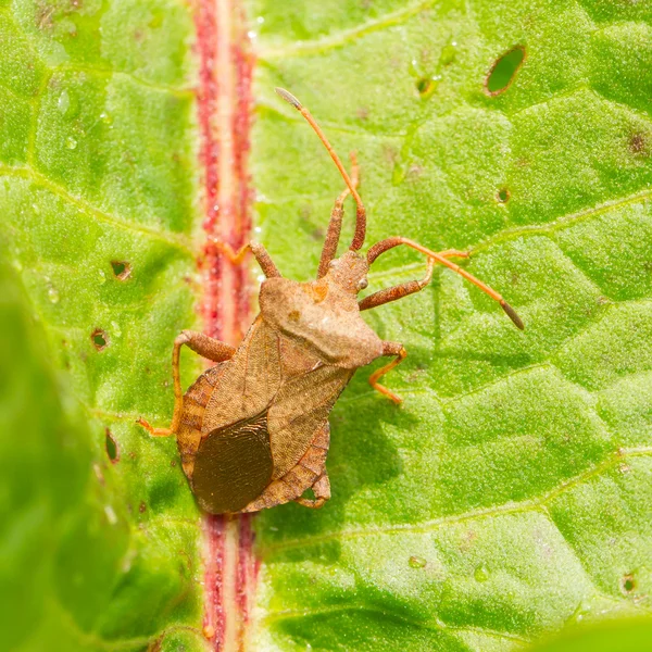 Oxalic bedbug — Stock Photo, Image