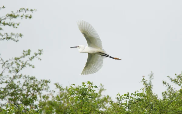 Egretta garzetta or small white heron — Stock Photo, Image