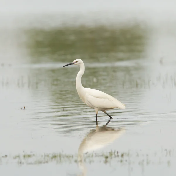 Egretta garzetta or small white heron — Stock Photo, Image