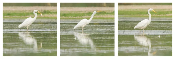 Great Egret or White Heron photo series — Stock Photo, Image