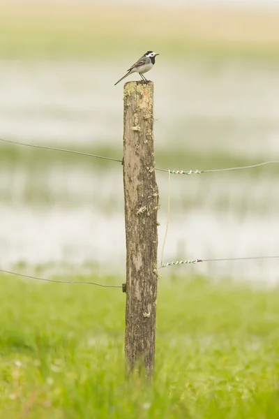 Small wagtail sitting on top of a weathered pole — Stock Photo, Image