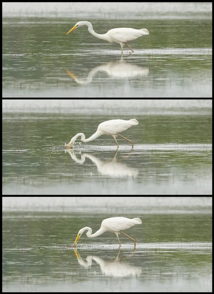 Great Egret or White Heron photo series — Stock Photo, Image