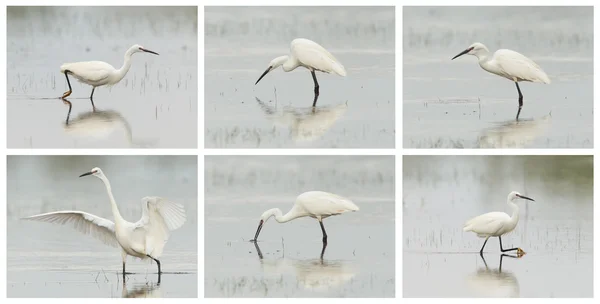 Egretta garzetta or small white heron photo series — Stock Photo, Image