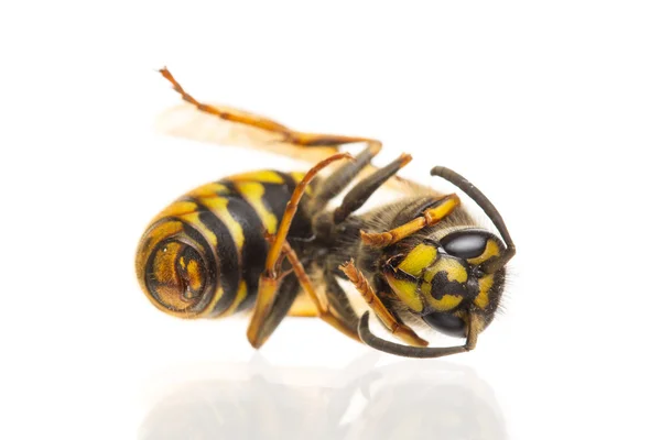 Macro de una avispa muerta (Vespula vulgaris ) — Foto de Stock