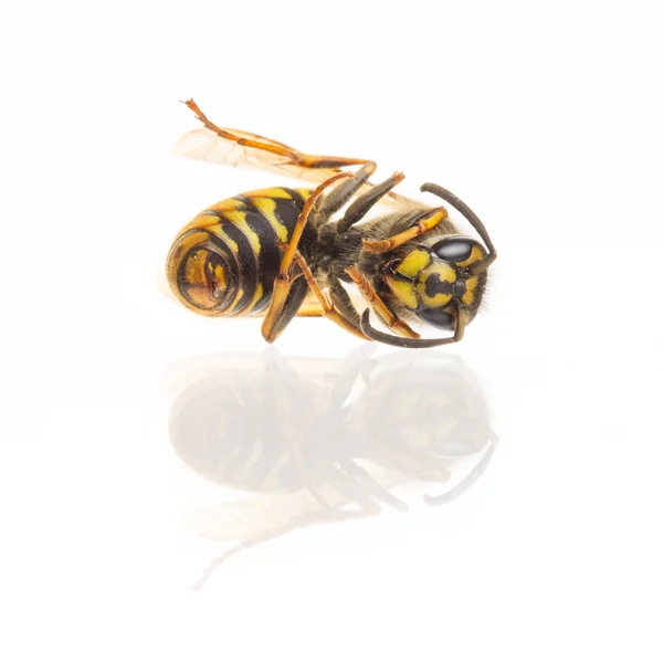 Makro för en död geting (Vespula vulgaris) — Stockfoto