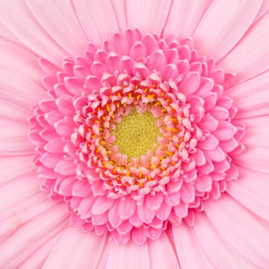 pembe gerbera çiçek izole