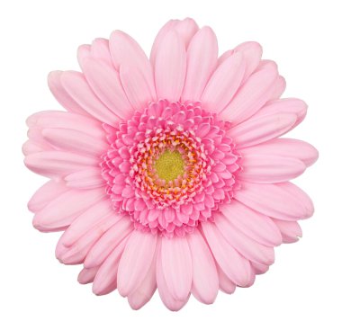 pembe gerbera çiçek izole
