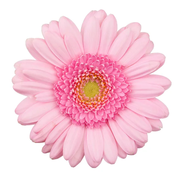 Fiore di gerbera rosa isolato — Foto Stock