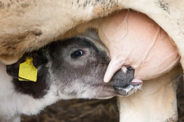 Ung kalv dricker mjölk — Stockfoto