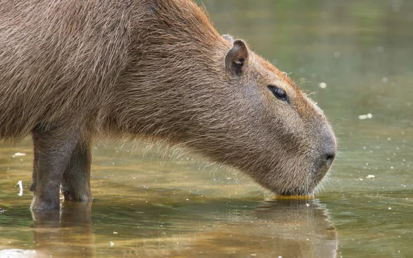 Capivara bebendo em um lago — Fotografia de Stock