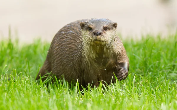 Lontra bagnata è in piedi nell'erba verde — Foto Stock