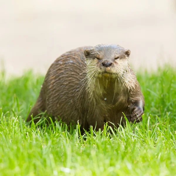 Yeşil çimen ıslak otter duruyor — Stok fotoğraf