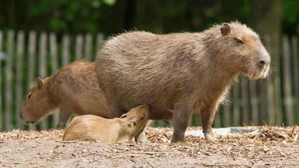 Närbild på en kapybara och en baby — Stockfoto