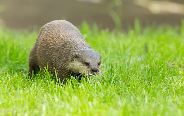 Yeşil çimen ıslak otter duruyor — Stok fotoğraf