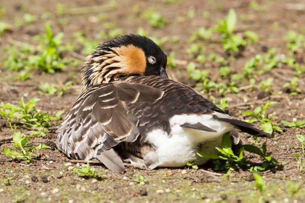 Red-breasted Goose sleeping — Stock Photo, Image