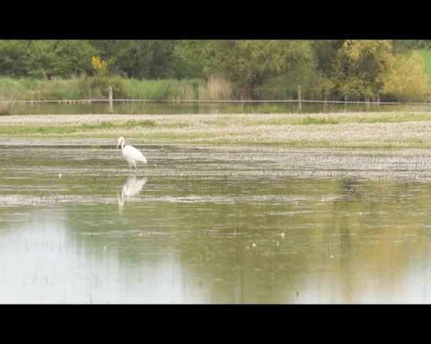 Grande garça branca andando em um lago, caçando Videoclipe