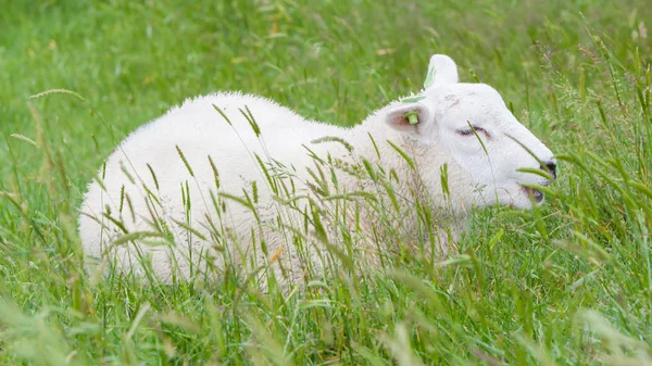 Овцы отдыхают в зеленой траве — стоковое фото