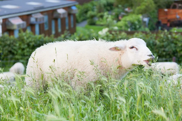 Får äta från det långa gräset — Stockfoto